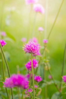 Renkli çiçeklerin arkaplan resmi