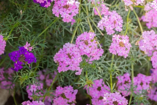 The background image of the colorful flowers