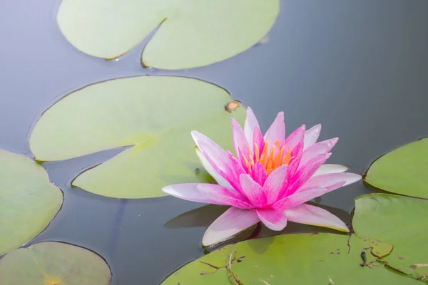 A imagem de fundo das flores coloridas — Fotografia de Stock