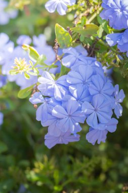 Renkli çiçeklerin arkaplan resmi