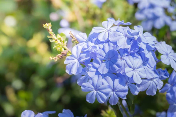 Das Hintergrundbild der bunten Blumen — Stockfoto