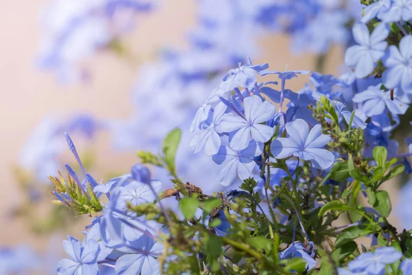 Renkli çiçeklerin arkaplan resmi — Stok fotoğraf