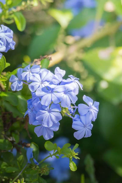 Das Hintergrundbild der bunten Blumen — Stockfoto