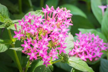 Renkli çiçeklerin arkaplan resmi