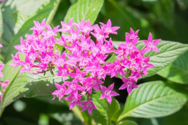 Renkli çiçeklerin arkaplan resmi