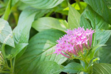 Renkli çiçeklerin arkaplan resmi