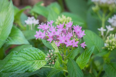 Renkli çiçeklerin arkaplan resmi