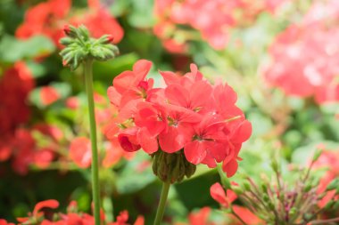 Renkli çiçeklerin arkaplan resmi