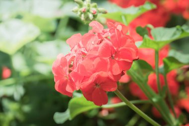 Renkli çiçeklerin arkaplan resmi