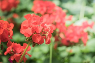 Renkli çiçeklerin arkaplan resmi