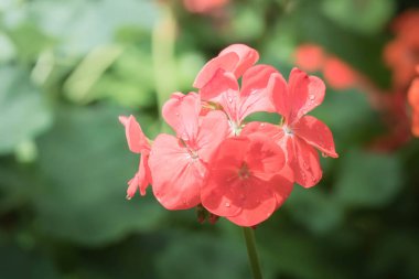 Renkli çiçeklerin arkaplan resmi