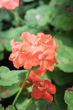 Renkli çiçeklerin arkaplan resmi