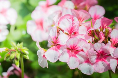 Renkli çiçeklerin arkaplan resmi