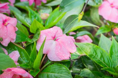 Renkli çiçeklerin arkaplan resmi