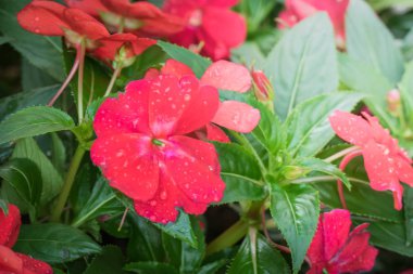 Renkli çiçeklerin arkaplan resmi