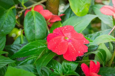 Renkli çiçeklerin arkaplan resmi