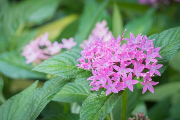 Renkli çiçeklerin arkaplan resmi