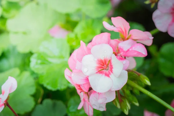 The background image of the colorful flowers — Stock Photo, Image