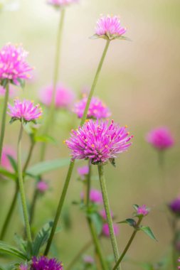 Renkli çiçeklerin arkaplan resmi