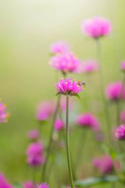Renkli çiçeklerin arkaplan resmi