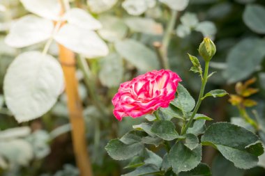 Renkli çiçeklerin arkaplan resmi