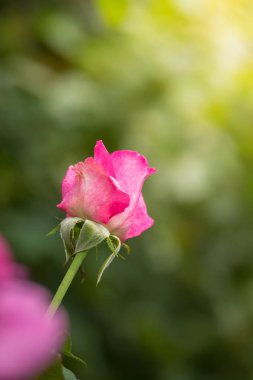 Renkli çiçeklerin arkaplan resmi