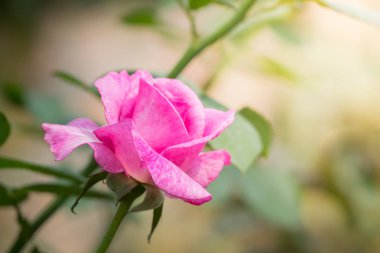 Renkli çiçeklerin arkaplan resmi