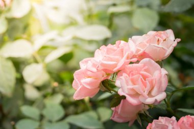 Renkli çiçeklerin arkaplan resmi