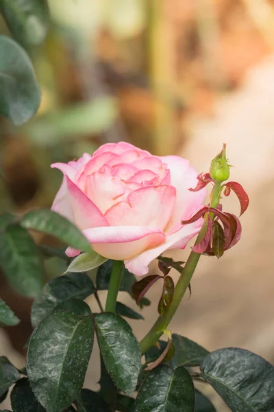 The background image of the colorful flowers — Stock Photo, Image