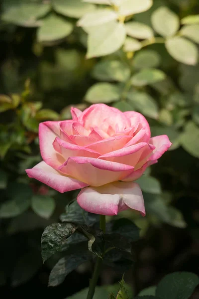 色とりどりの花の背景イメージ — ストック写真