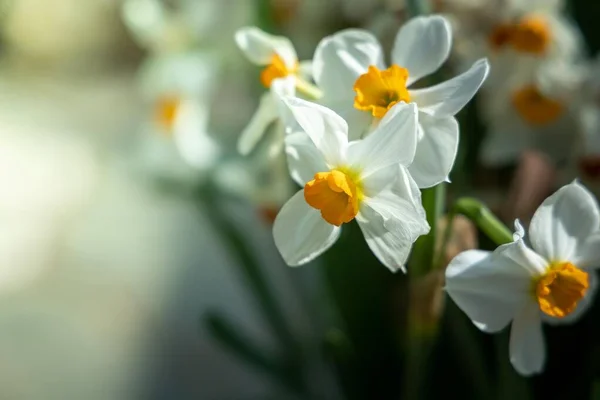 La imagen de fondo de las flores de colores — Foto de Stock