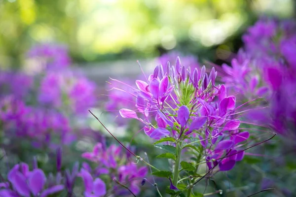 L'image de fond des fleurs colorées — Photo