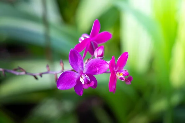 Das Hintergrundbild der bunten Blumen — Stockfoto