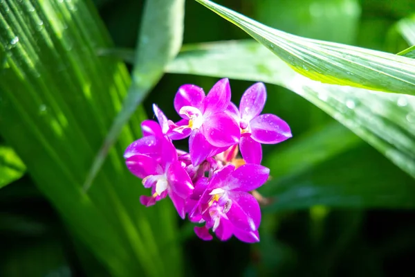 Bakgrundsbilden av de färgglada blommor — Stockfoto