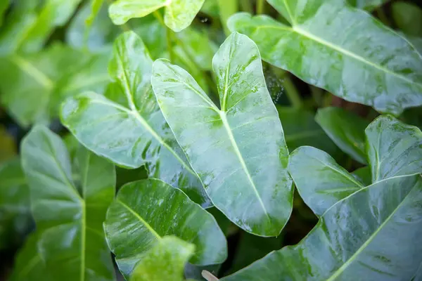Закройте зеленый лист под солнечным светом в саду. Природный бэкгр — стоковое фото