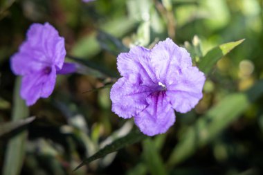 Renkli çiçeklerin arkaplan resmi