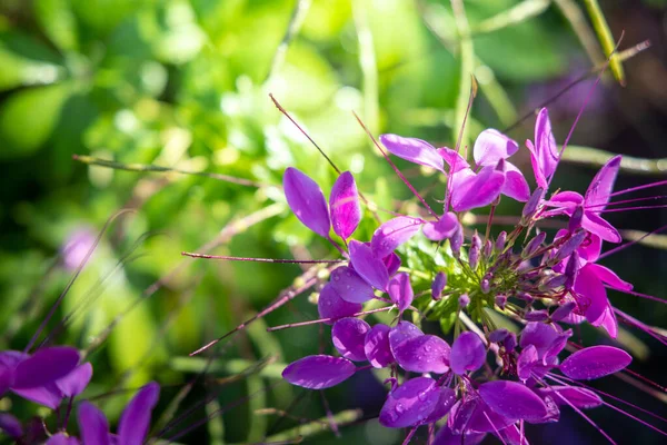 L'image de fond des fleurs colorées — Photo