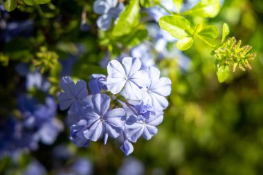 Renkli çiçeklerin arkaplan resmi