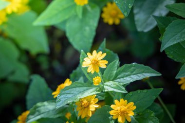 Renkli çiçeklerin arkaplan resmi