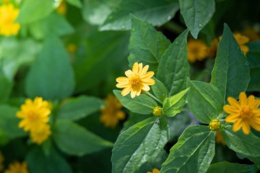 Renkli çiçeklerin arkaplan resmi