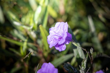 Renkli çiçeklerin arkaplan resmi