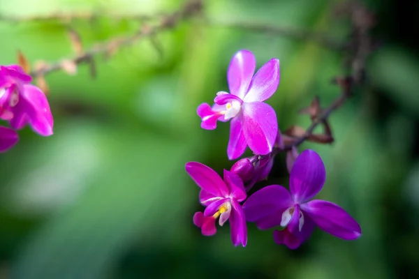 Das Hintergrundbild der bunten Blumen — Stockfoto