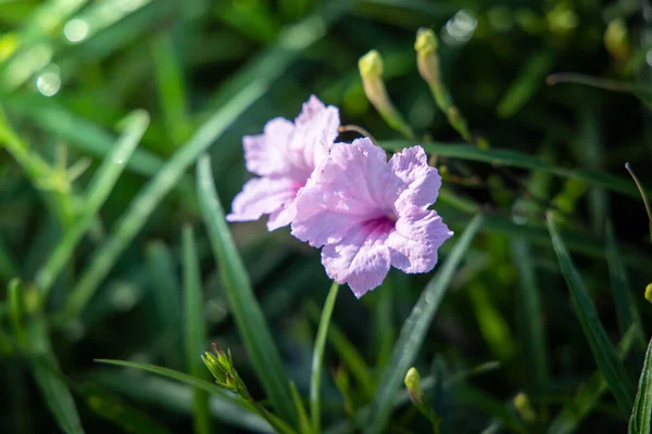 Das Hintergrundbild der bunten Blumen — Stockfoto