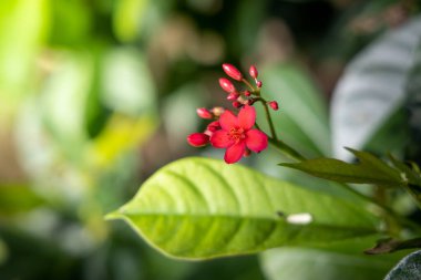 Renkli çiçeklerin arkaplan resmi