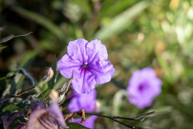 Renkli çiçeklerin arkaplan resmi