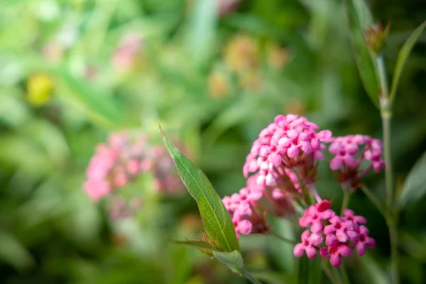 Das Hintergrundbild der bunten Blumen — Stockfoto