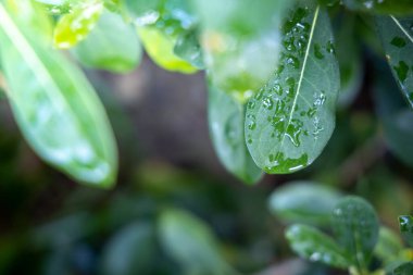 Bahçede güneş ışığı altında yeşil yaprak kapatın. Doğal backgr