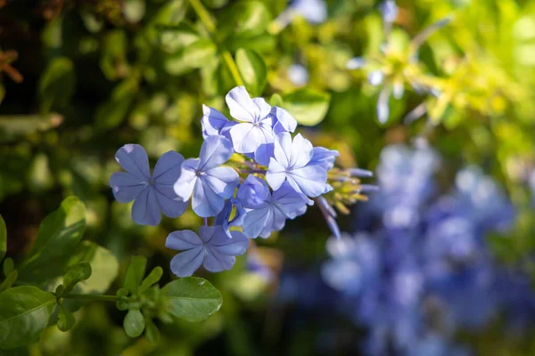 Das Hintergrundbild der bunten Blumen — Stockfoto