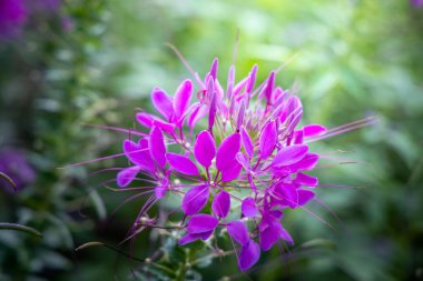 Renkli çiçeklerin arkaplan resmi