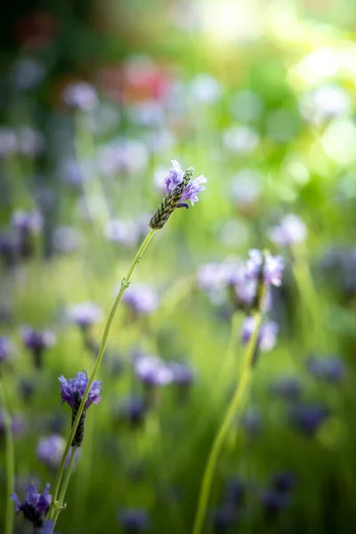 De achtergrond afbeelding van de kleurrijke bloemen — Stockfoto